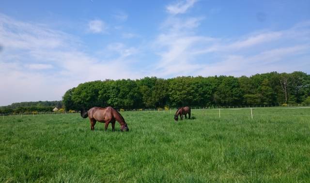 Ecuries de propriétaires / Pension chevaux