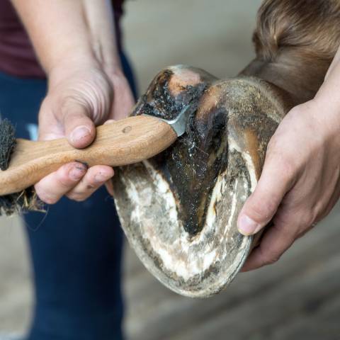 Bactifongic Pâte Fibrée Bio Argile Verte Force 4 Michel Vaillant