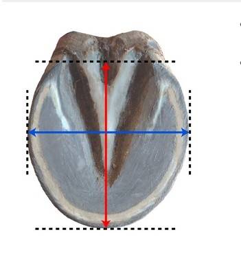 Chausson à coller FLOATING BOOTS COMPETITION