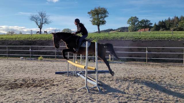 Jument AQPS 5 ans CSO