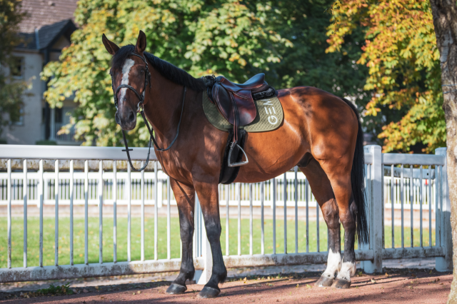 Tapis de selle TEN - GEM