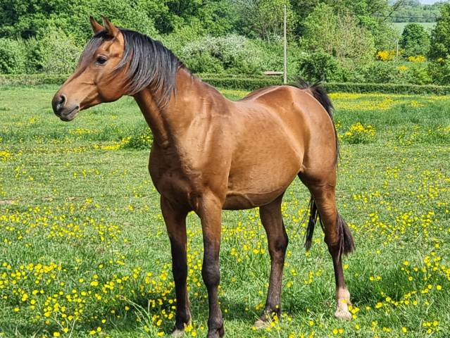 Saillie Pur-sang Arabe Pur-Russe 