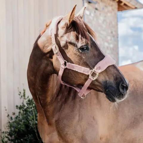 Licol Teddy Fleece - Kentucky