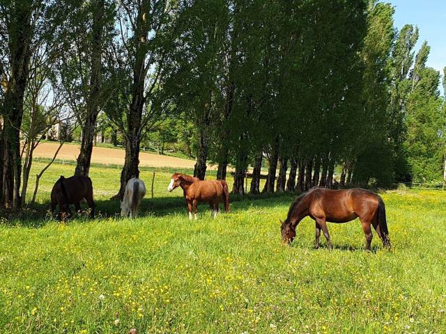 Structure équestre de 20ha dans le lot-et-garonne (47)