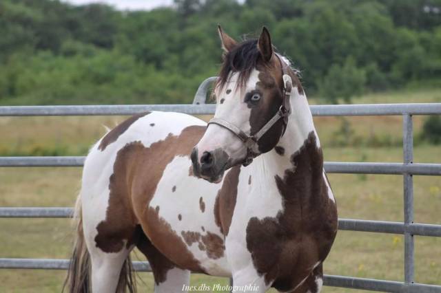 Saillie Paint horse buckskin homozygote tobiano 836768 Saillie etalon Equirodi France