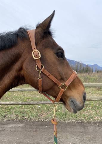 Licol devoucoux marron