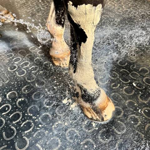 Pâte d'argile Soulage Douleur - Coup - Contusion Nutragile