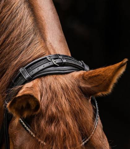 Bridon S-Line Magic Waldhausen