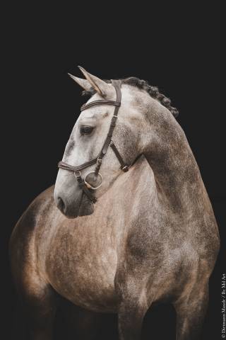 Cheval lusitanien