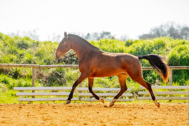 Cheval lusitanien 