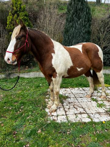 Chevaux de loisirs à louer