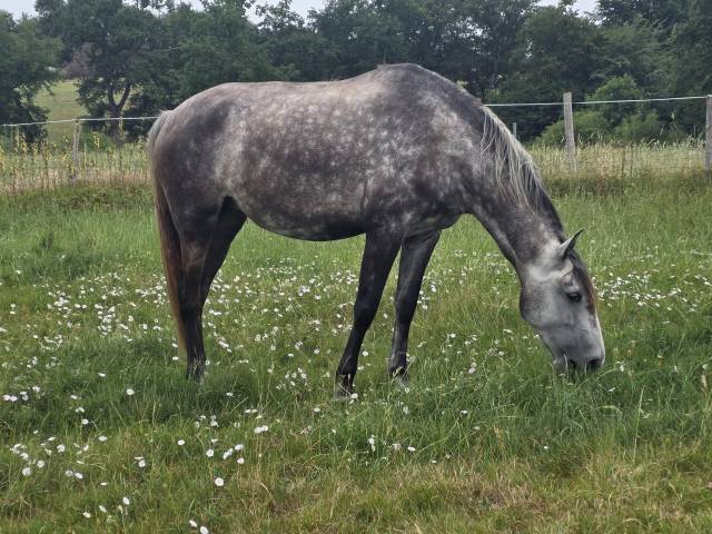 Cheval lusitanien 
