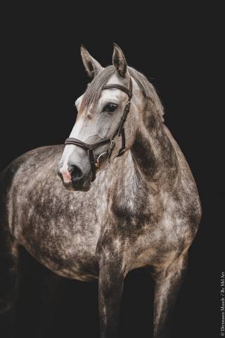 Cheval lusitanien 