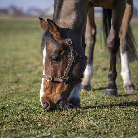 Licol Norton Club cuir havane pour poulain
