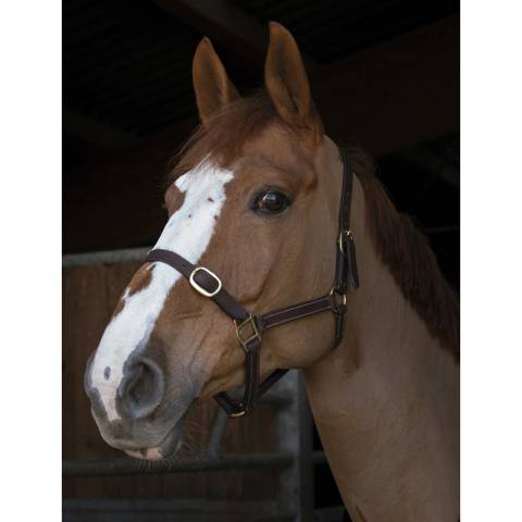 Licol Norton Club cuir havane pour poulain