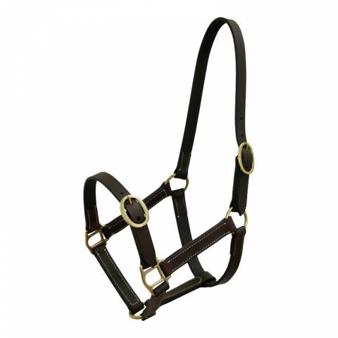 Licol Norton Club cuir havane pour poulain