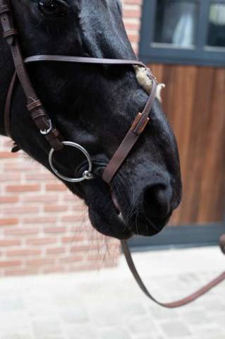 Bride de course anti-tireur cuir - PETITPAS - 100% cuir