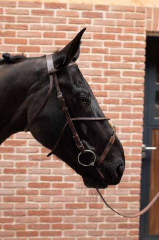 Bride de course anti-tireur cuir - PETITPAS - 100% cuir