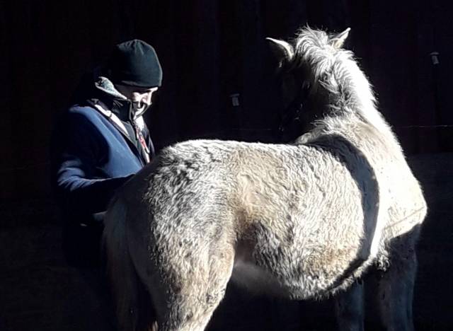 Equitation ethologie equicoaching