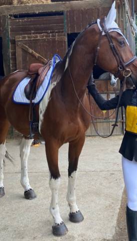 Ensemble blanc et bleu Roy 