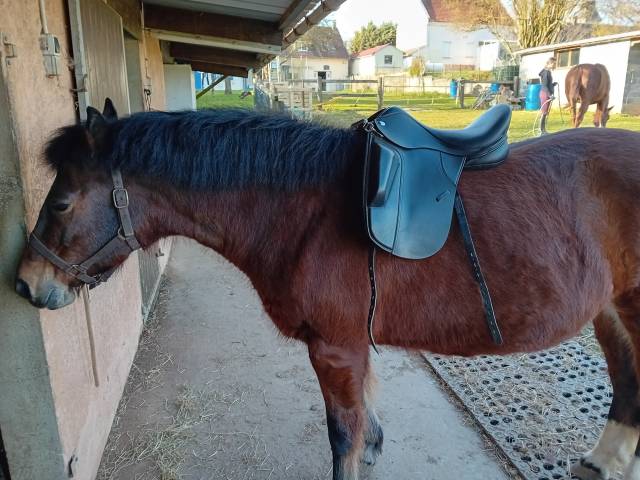 Selle dressage Thorowgood