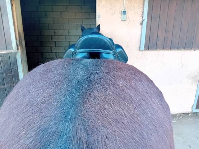 Selle dressage Thorowgood