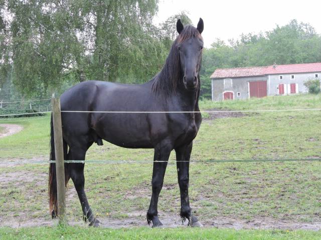 Arabofrison champion modele & allure classe c/d  afcaf
