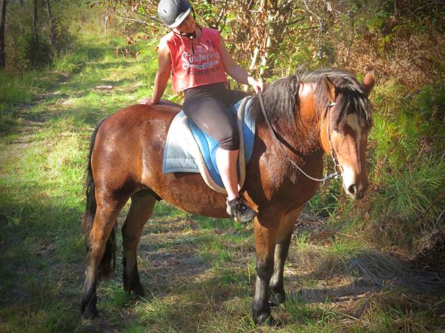 La méthode équine impériale vous présente les chevaux..