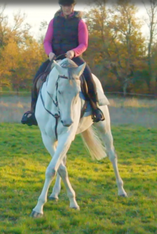 La méthode équine impériale vous présente les chevaux..