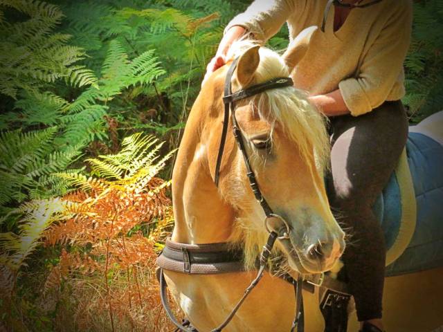 La méthode équine impériale vous présente les chevaux..