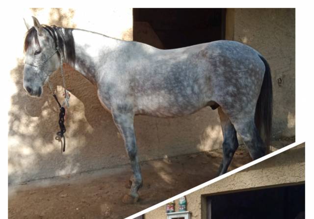 Cheval pre