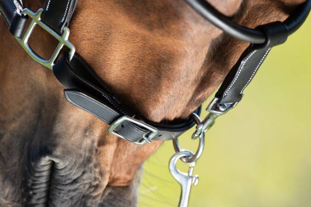 Licol de pansage HFI