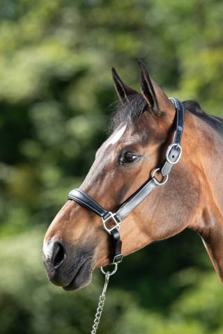 Licol de pansage HFI