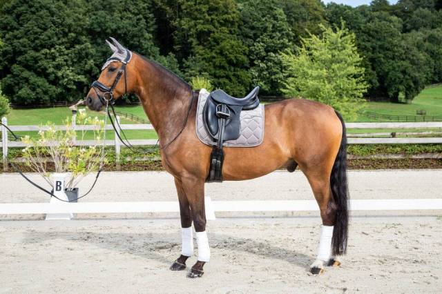 Tapis de selle Corduroy - Dy'on