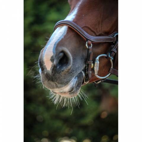 Bridon New York - Collection One - Jump'in