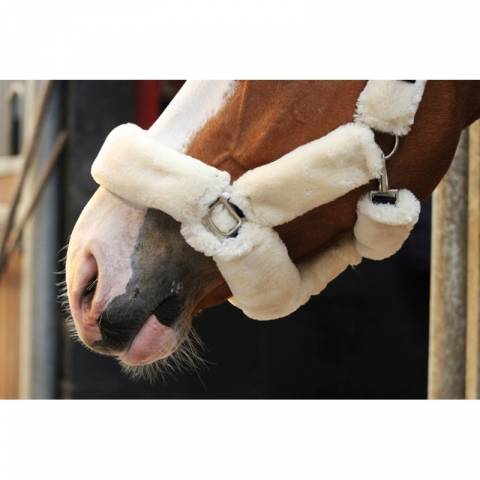 Licol Soft One - Crème