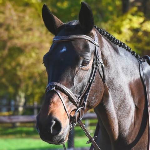 Bridon Carat - Collection One Premium - Jump'in