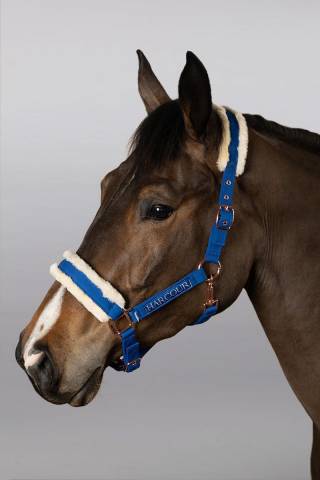 Licol et longe Harcour Holly