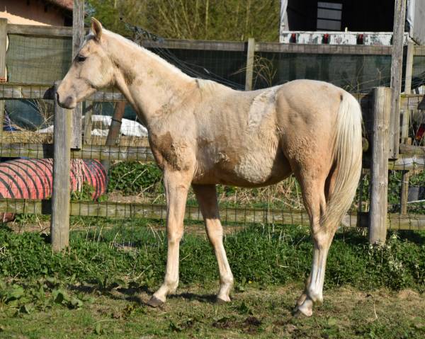 Poulain palomino CCE/ Dressage