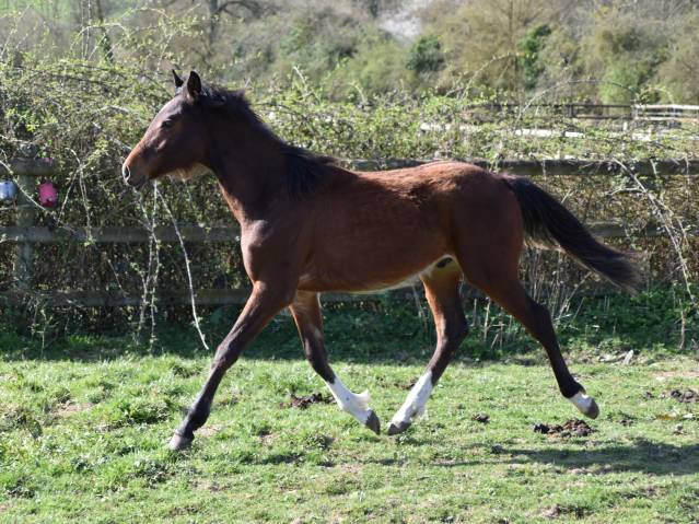 Poulain taille Poney D polyvalent & d'avenir