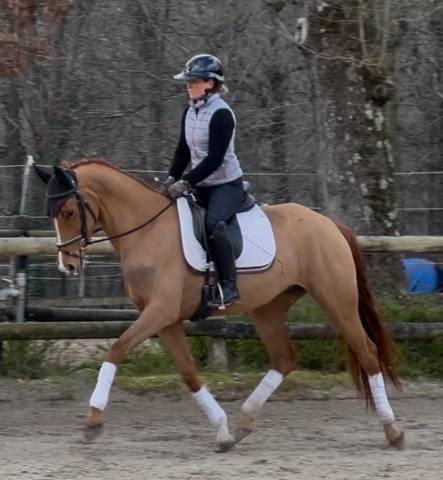 Jument de dressage 4 ans