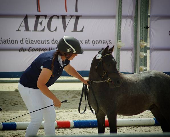 Poney a top pour projet sport/élevage