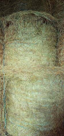 Foin prairie naturelle 2024