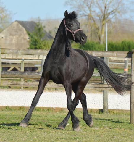Poulain mâle  arabo frison 2 ans