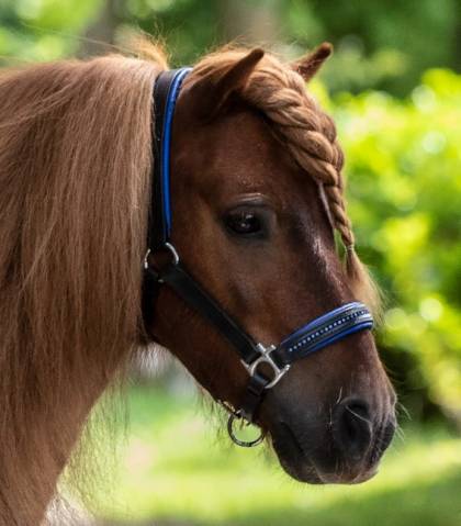 Licol cuir diamond waldhausen