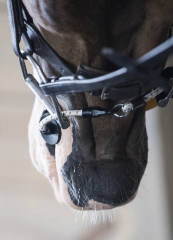 ThinLine Busy Buddy - Aide votre cheval à se relaxer