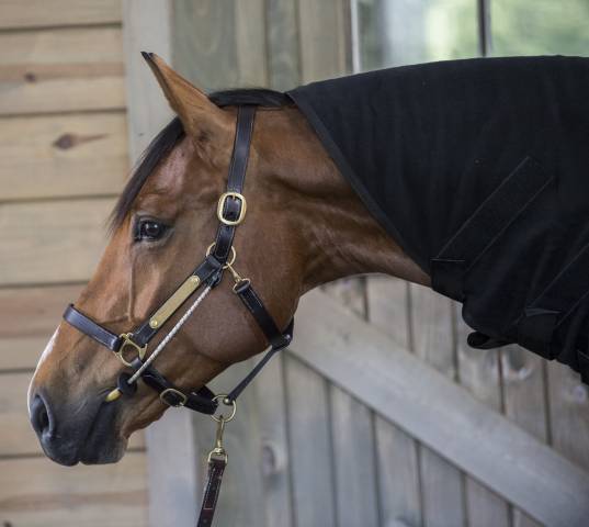 ThinLine Busy Buddy - Aide votre cheval à se relaxer