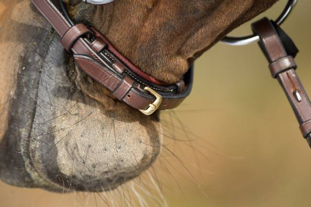 Bridon German HFI muserolle allemande