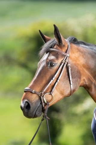 Bridon German HFI muserolle allemande