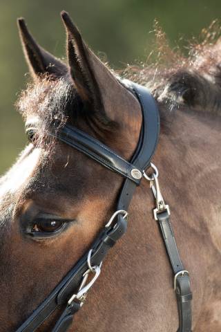 Bridon - Licol Combo HFI
